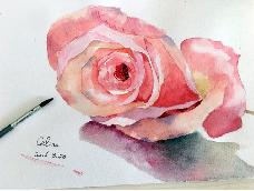 水彩 单朵玫瑰 水彩自我学习贴