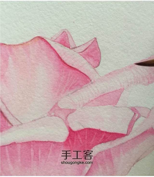 超详细水彩花卉教程 第16步