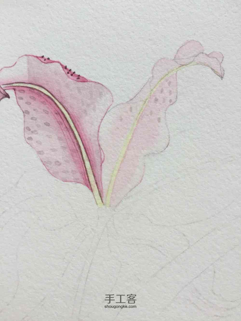 茅夫人原创超详细水彩花卉教程05篇 第20步