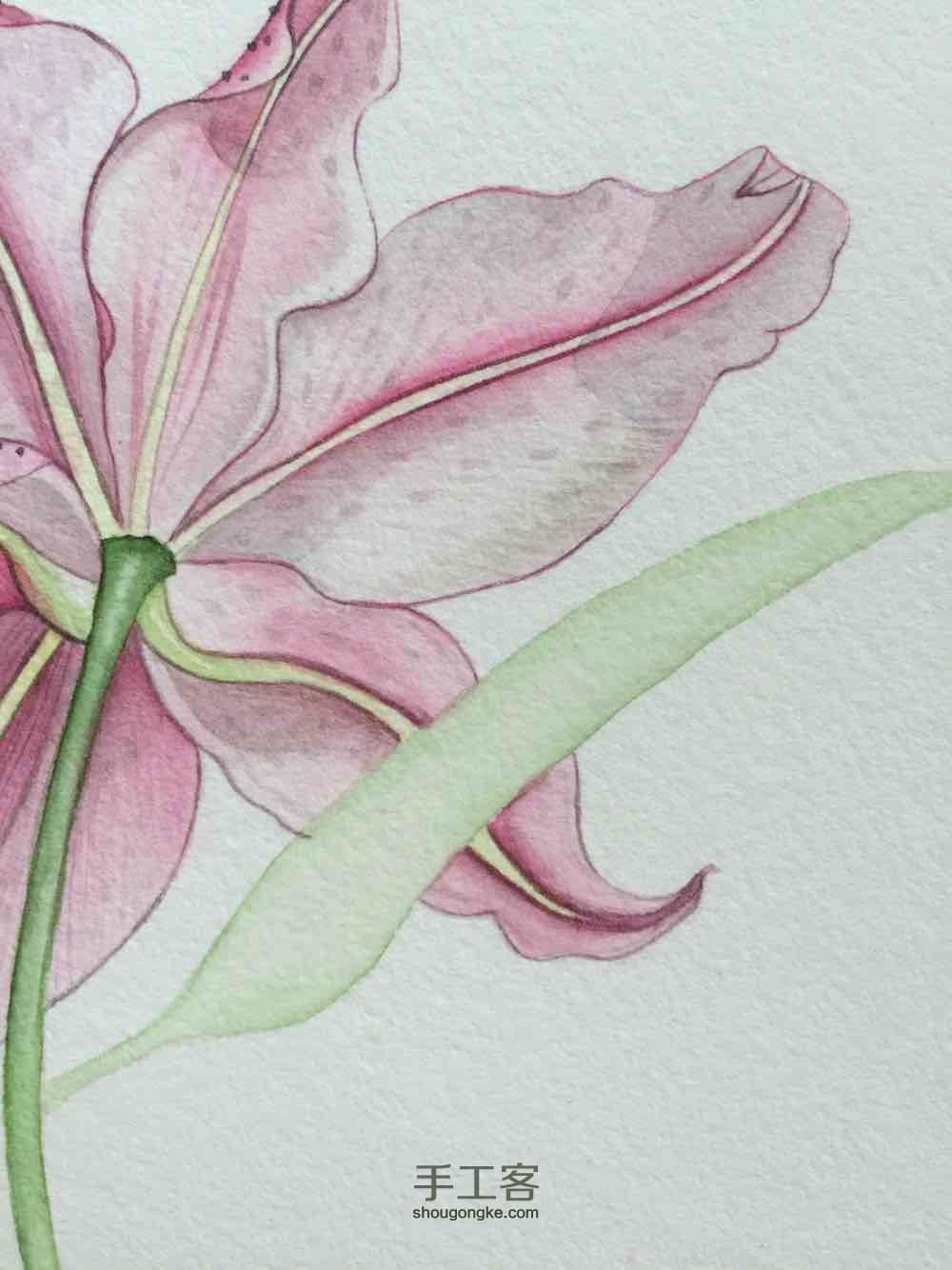茅夫人原创超详细水彩花卉教程05篇 第33步