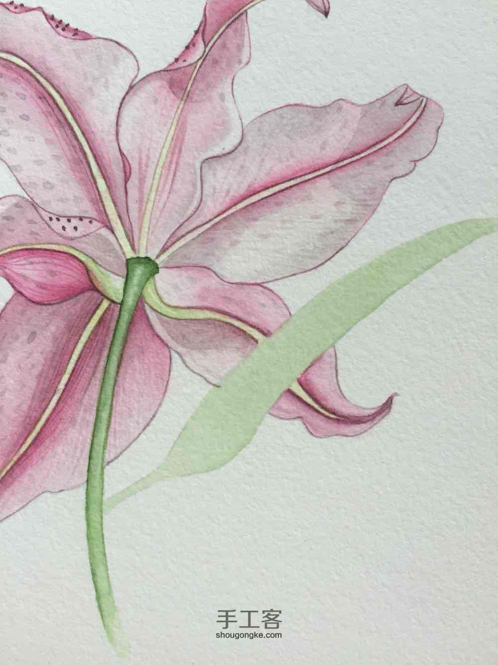 茅夫人原创超详细水彩花卉教程05篇 第32步