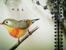 彩铅手绘相思鸟丨零基础教程