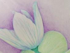 彩铅花卉--葫芦花