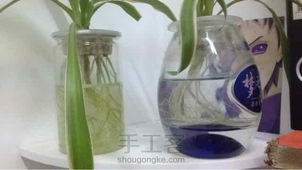 可以水培