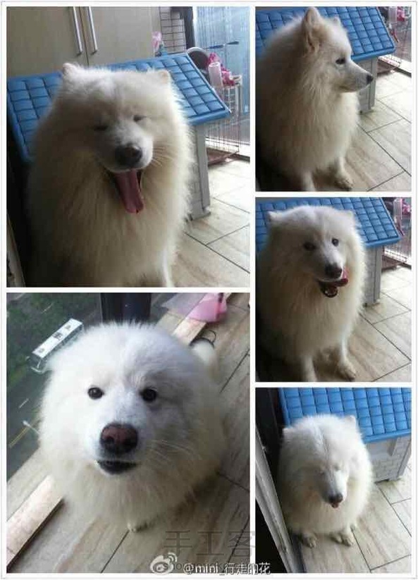 微笑天使萨摩耶，教程已发，点击图片下方链接～～林绿手作。 第7张