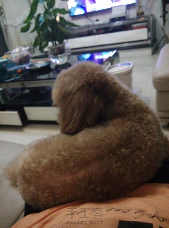我家旺旺（话说第一张很像那个，……）