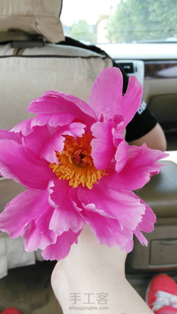 家里的芍药开花了！！嘿嘿