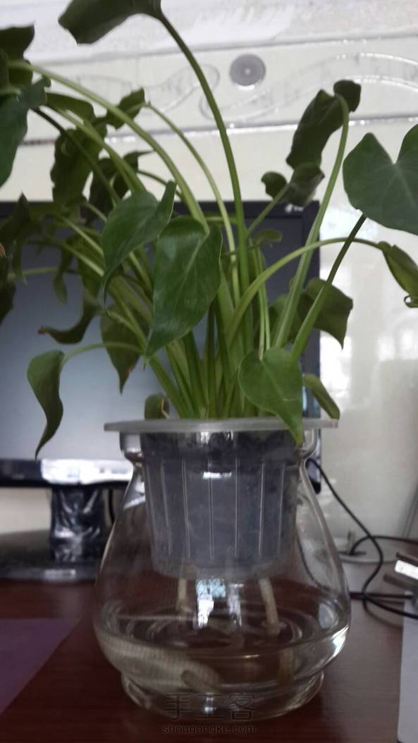 花店买的。
