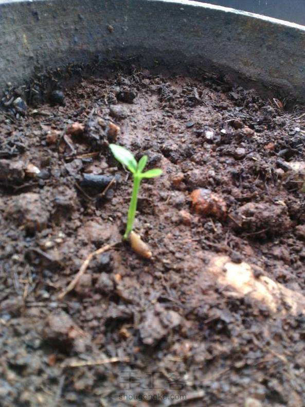 只发了一株芽，很开心！