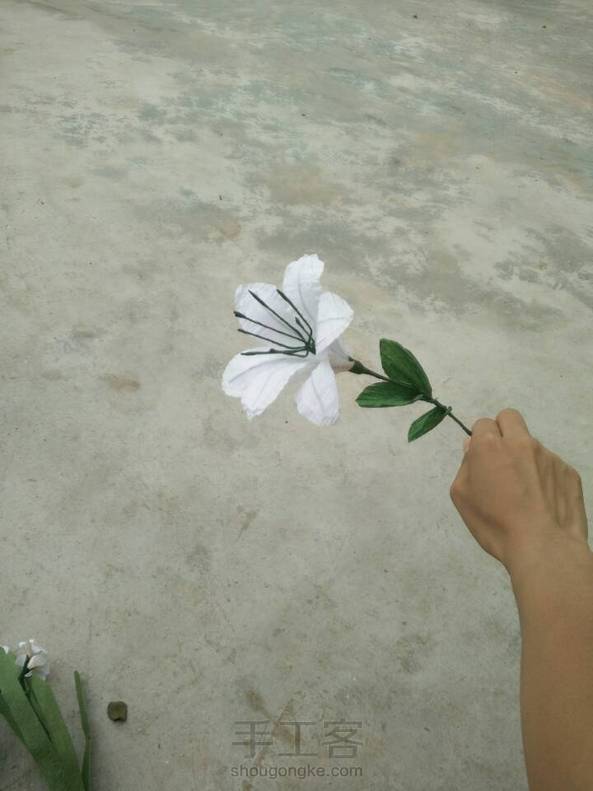 康乃馨和各种花花 第1张