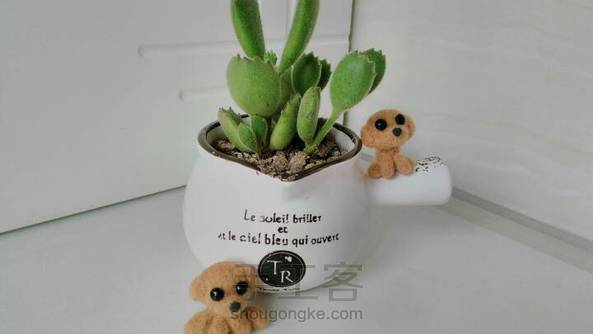 小泰迪，教程下方