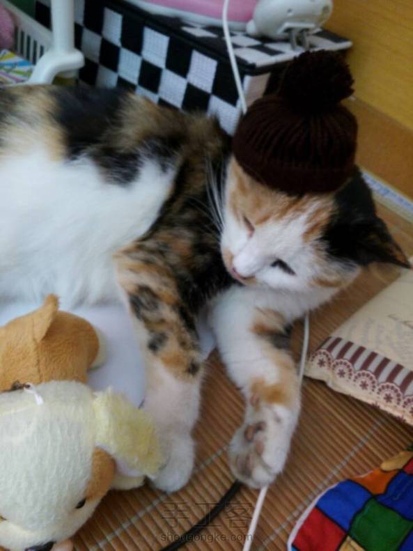 给喵的帽子=￣ω￣= 第4张