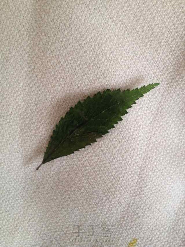 植物书签 第1张