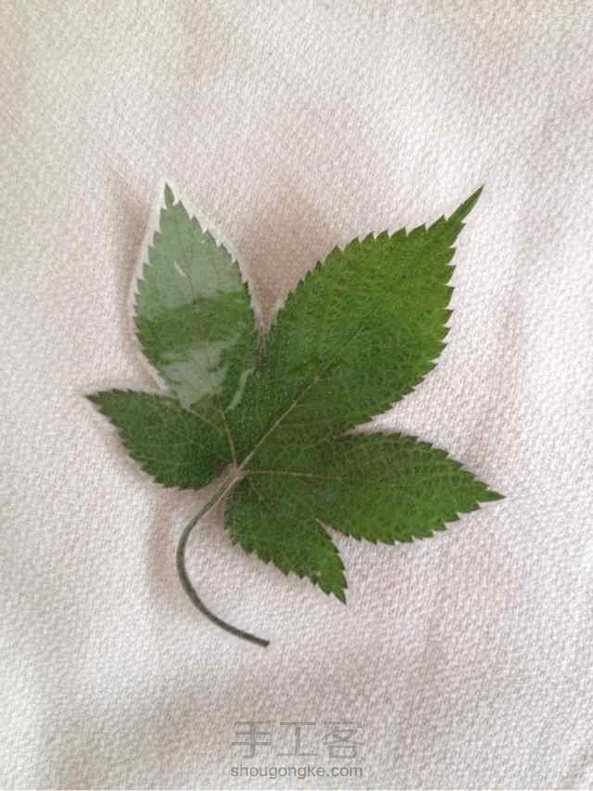 植物书签 第4张