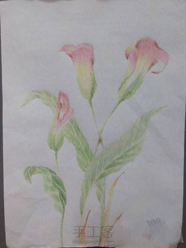 彩铅马蹄莲，非大触，第一次画，轻喷