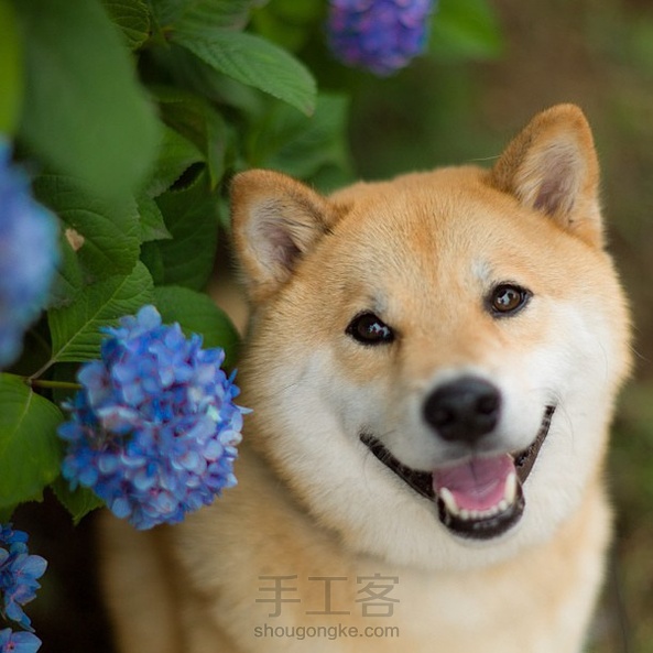 【宅猫猫·像素拼豆系列·萌萌柴犬】小柴犬给我的印象一直都很呆萌，很天真！ 第4张