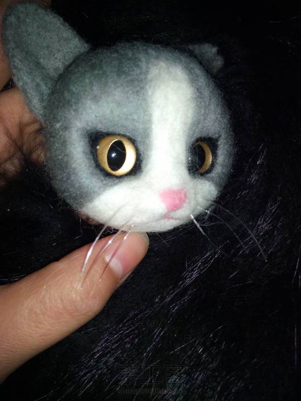 算是第一次撮猫头，感觉哪里有点怪怪的 第4张