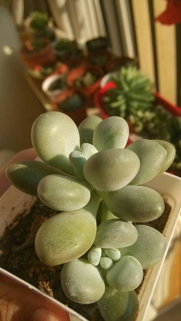 第三个结绳作品。。。我竟然还是用别人送的两根绳子做的，，，，，绳子可调节，谁要可调节教程，有空发，没人要就算了〒_〒。。。


依然肉凑图，， 第5张