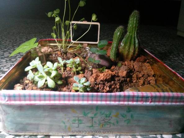 夜晚多肉和三叶草都睡着了。。。那个盆子是月饼盒，画了画在上面。。