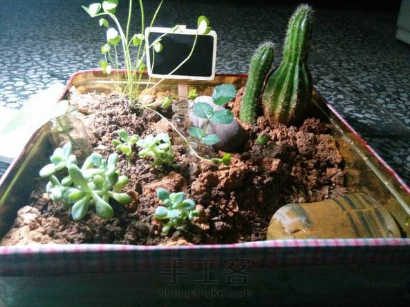 夜晚多肉和三叶草都睡着了。。。那个盆子是月饼盒，画了画在上面。。 第1张