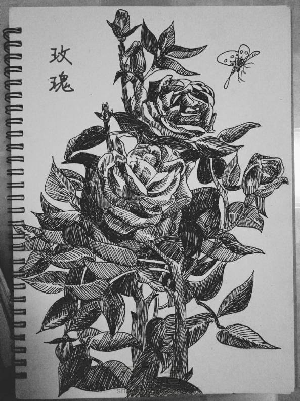 从容·钢笔画玫瑰