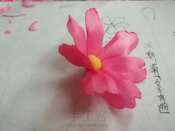 烧花之粉色波斯菊