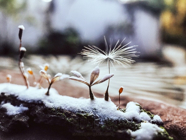 造雪  以假乱真的微雪景观