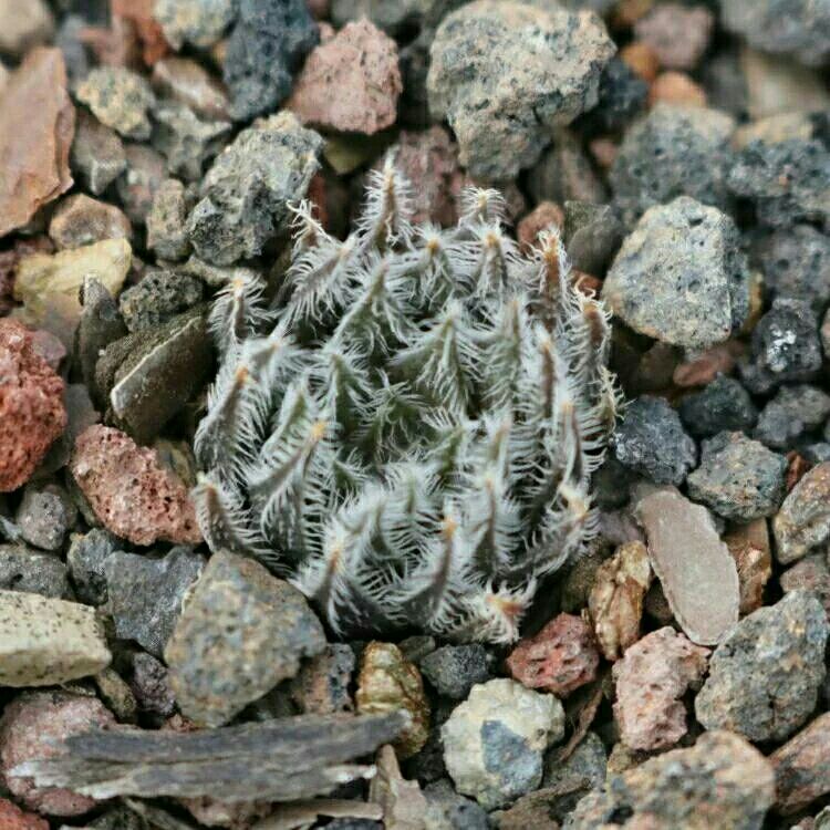 萌宠多肉植物——玉露 第33步