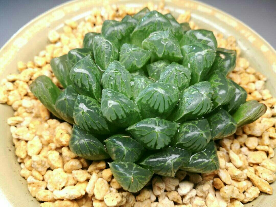 萌宠多肉植物——玉露 第39步