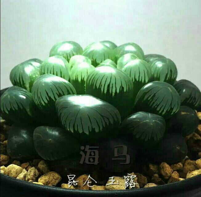 萌宠多肉植物——玉露 第8步