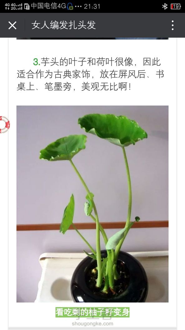 芋头盆栽