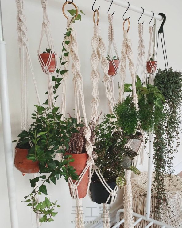 植物吊篮