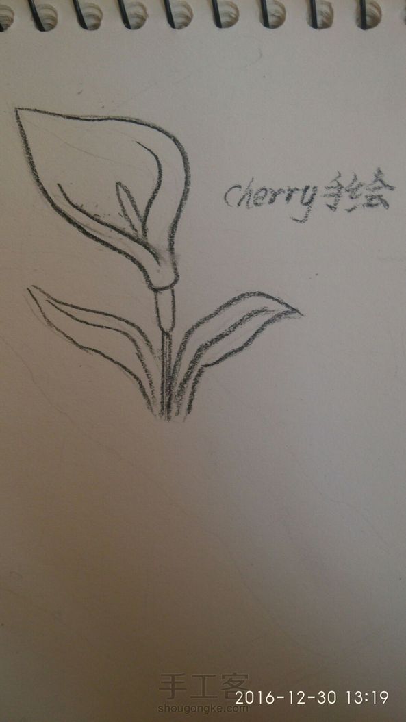 马蹄莲
