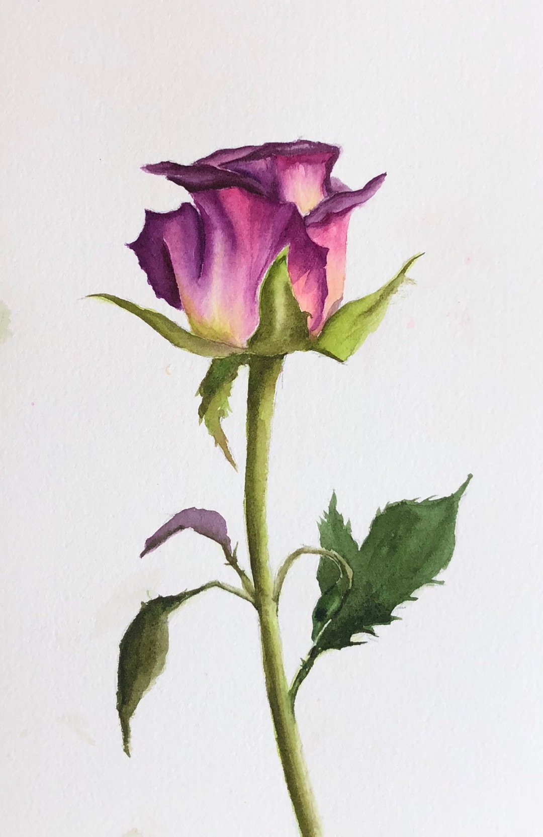 水彩手绘玫瑰花教程