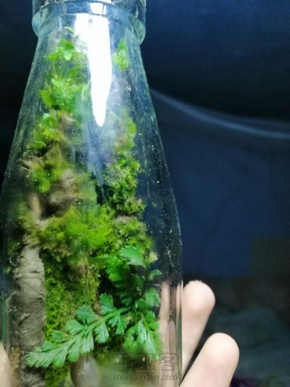 (原创)做一个生态瓶