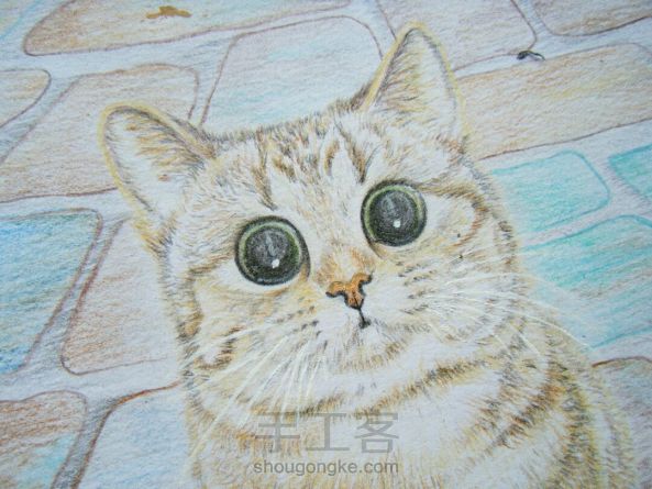 彩铅手绘猫咪肖像画像