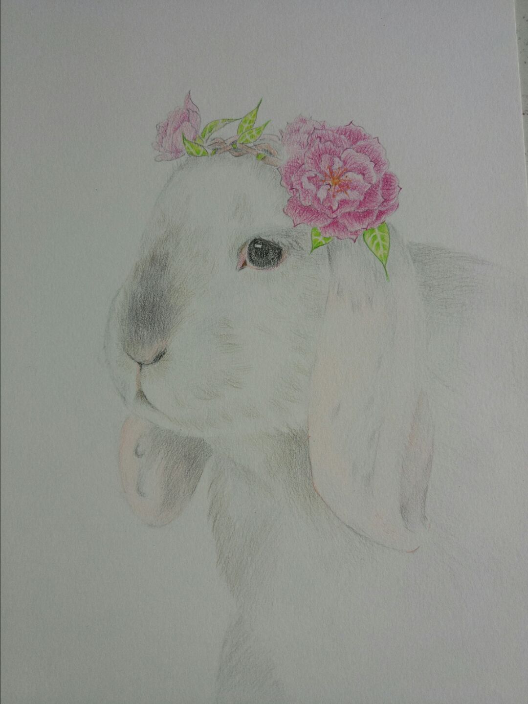 彩铅手绘萌兔子