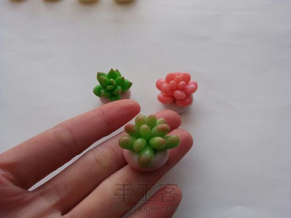 适合新手的可爱粘土多肉