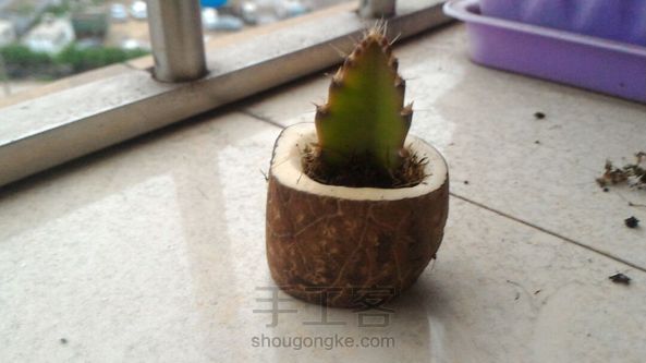 变废为宝!象牙果花器!