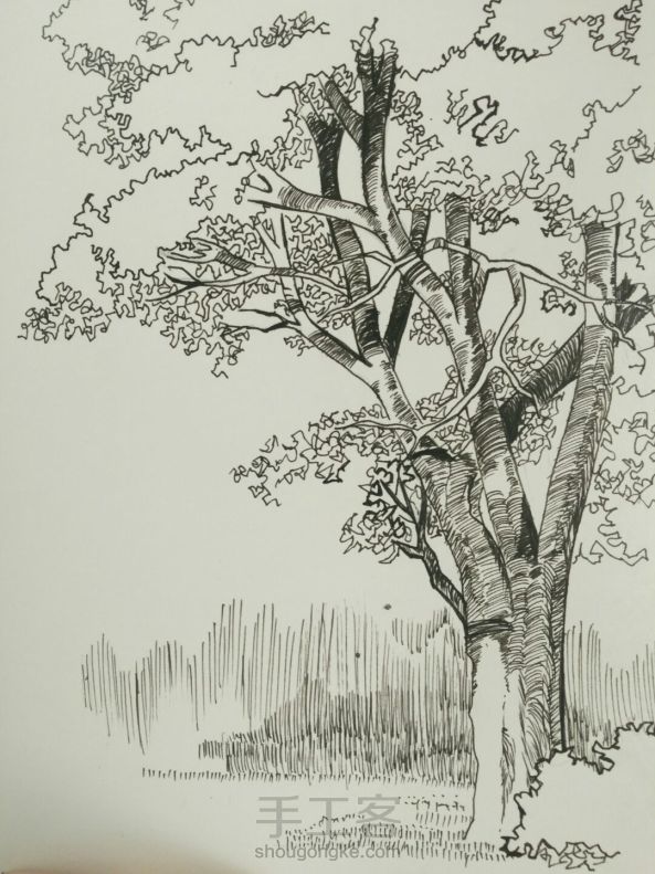 钢笔画――树（一）