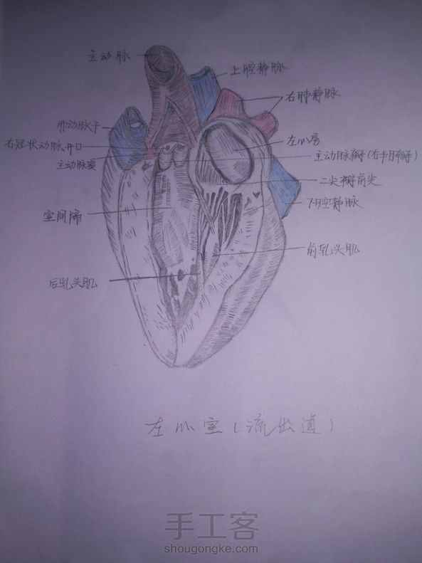 左心室及其流出道绘画