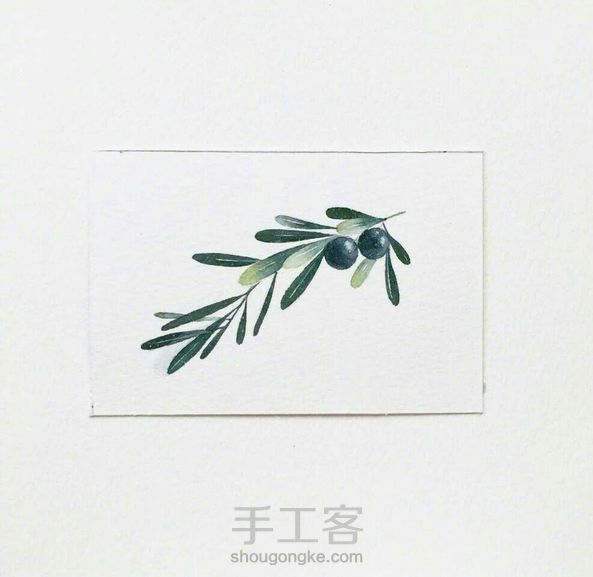 【临摹】mdol手绘小植物 蓝莓 水彩画 手绘明信片