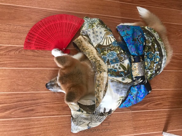 爱犬浴衣