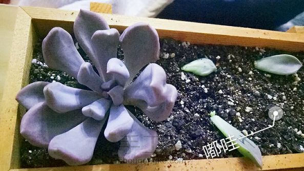 第一次给小家伙们换盆,求大神指教