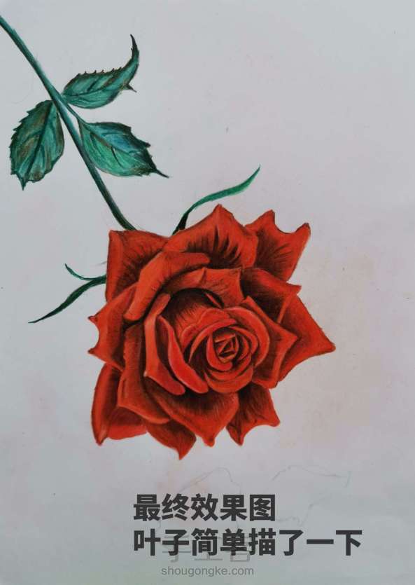 彩铅画玫瑰花