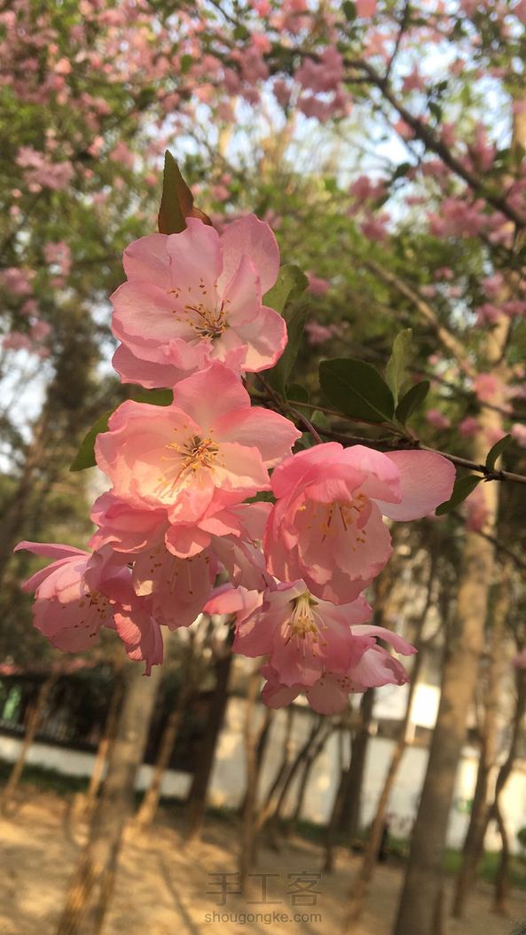 彩铅粉色花朵