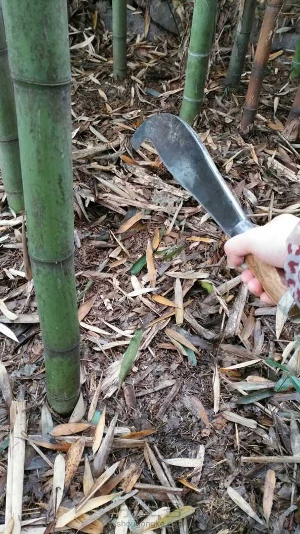 竹编基础之砍竹子方法