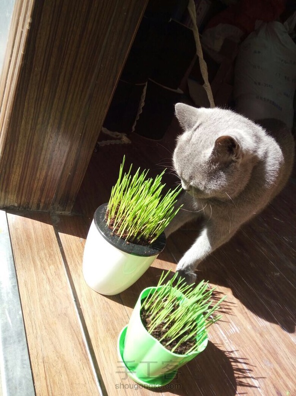 猫草种植教程