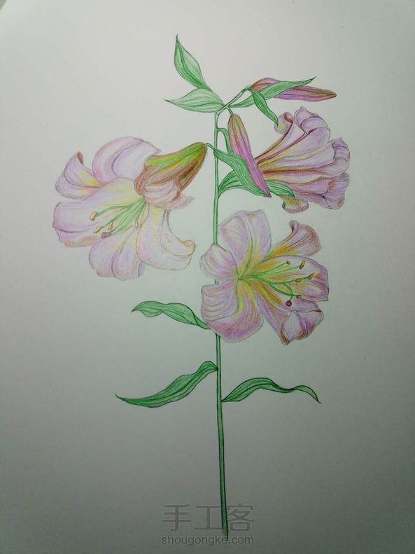 【临摹】彩铅手绘百合花