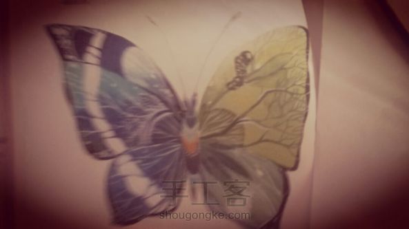 蝴蝶,半成品